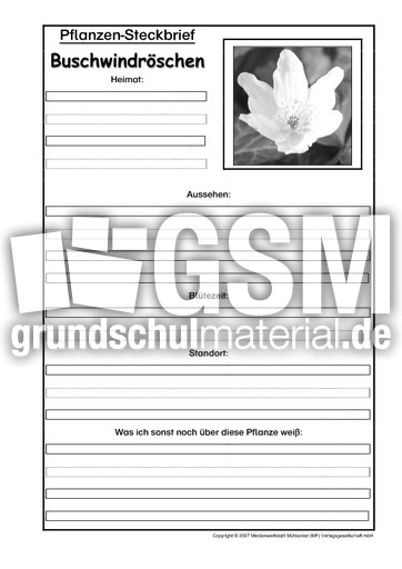 Pflanzensteckbrief-Buschwindröschen-SW.pdf